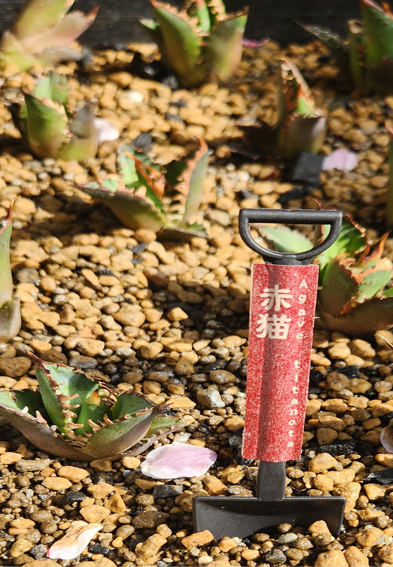 赤猫の土