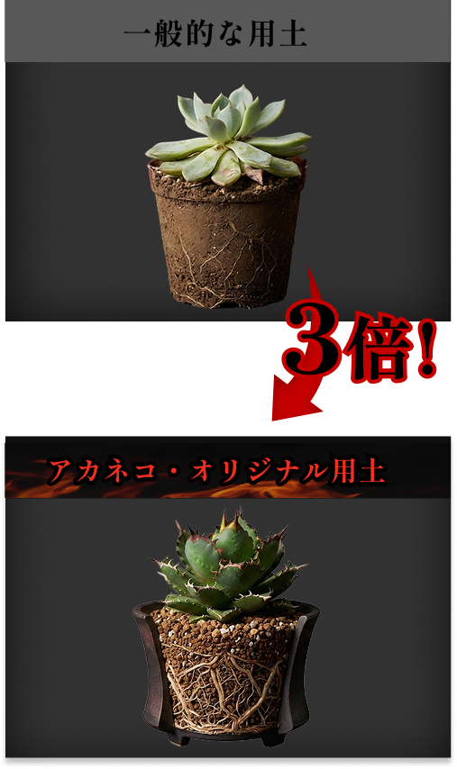 ノーマル用土とオリジナル用土の比較イメージ画像